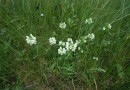 Betonica officinalis ©  Pandion Wild Tours